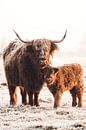 Highlander cow and calf in a winter landscape by Rik Verslype thumbnail