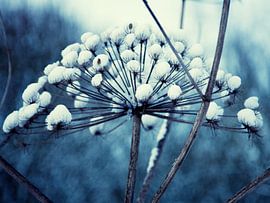 Winterwonderland von Nanette de Jong