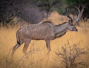 Kudu-Männchen im Etosha Nationalpark, Namibia Afrika von Patrick Groß