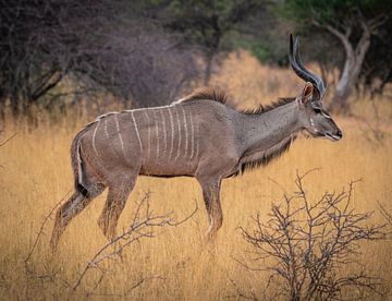 Male Kudu in Etosha National Park, Namibia Africa by Patrick Groß