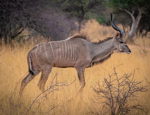 Mannelijke koedoe in Etosha National Park, Namibië Afrika