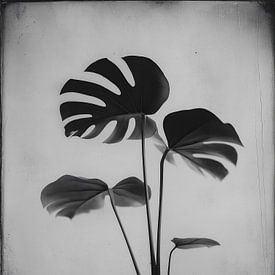 Plante Monstera n° 9 sur Studio Silver & Sepia