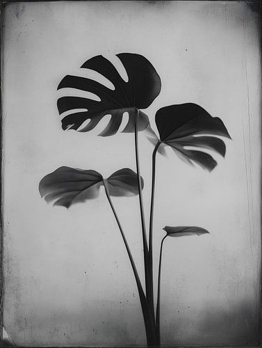 Plante Monstera n° 9