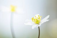 Wood anemone