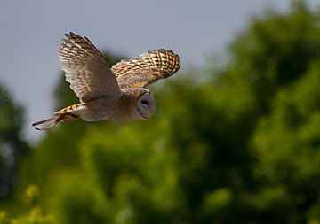 Barn owl by noeky1980 photography