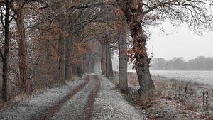 Winterstimmung in der niederländischen Landschaft von Lynxs Photography