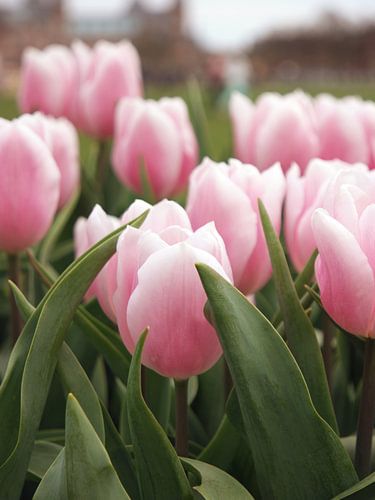 Tulpen in Amsterdam voor het Rijksmuseum