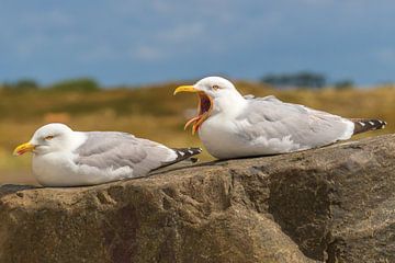 Pontic seagulls