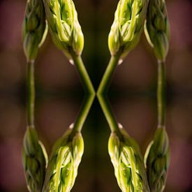 Burgeoning Power by FotoGraaGHanneke