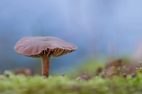 Mushroom in the moss by Simone Meijer