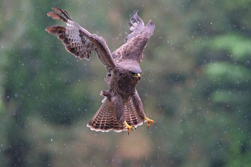 Buzzard in the rain