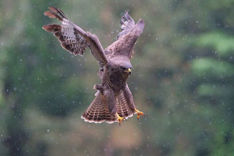 Buse sous la pluie par Wim van der Meule