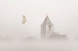 Zeearend in de mist van Erik Veldkamp