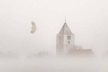 Bald eagle in the fog by Erik Veldkamp