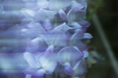 Umgesiedelte Glyzinie