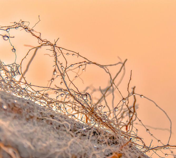 Fog at the Beach by Alex Hiemstra