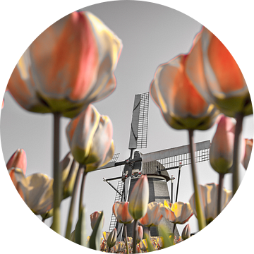 Tulpen bij windmolen van Frans Lemmens