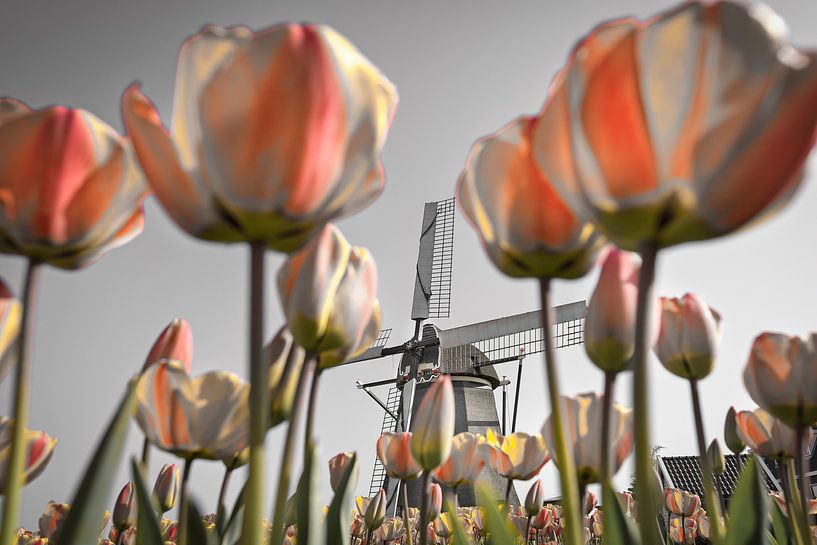 Tulpen bij windmolen van Frans Lemmens