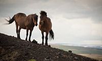 two horses