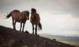 zwei Pferde von Bart Hardorff