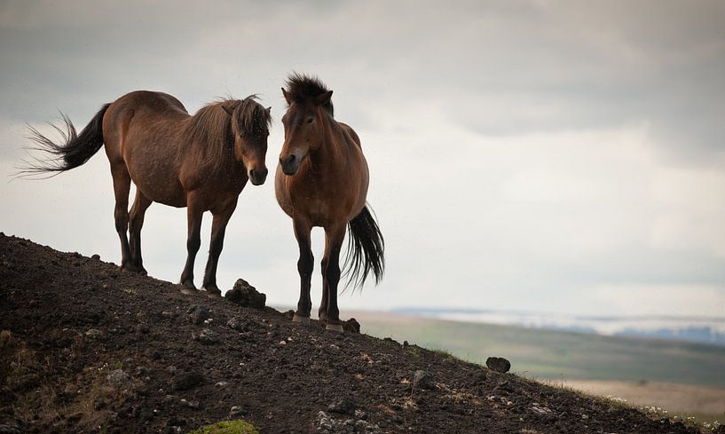 two horses by Bart Hardorff