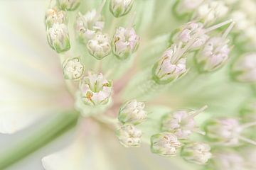Pastel groen, wit en roze: Astrantia major (Zeeuws knoopje) van Marjolijn van den Berg