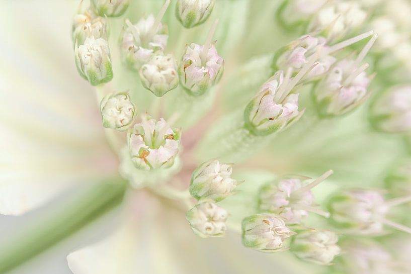 Vert pastel, blanc et rose : Astrantia major par Marjolijn van den Berg