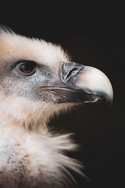 Geier von Miranda Jansen Fotografie