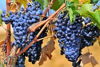 Blue grapes in Italy