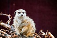 Meerkat on old wood