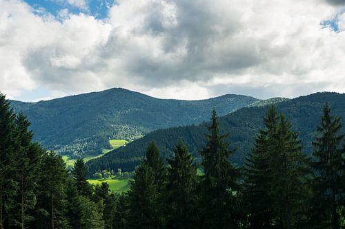 Forêt mixte avec de grands conifères et de larges canyons et montagnes à perte de vue