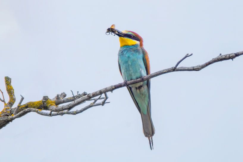 A colourful bee-eater bird sits on a branch and searches for prey for its offspring by Mario Plechaty Photography
