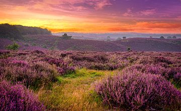 Zonsopkomst bij de Posbank, Veluwe