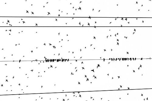 Spreeuwen en sterretjes