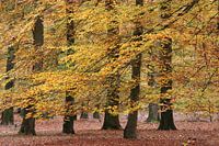 Tanz der Buchen im goldenen Herbstkleid