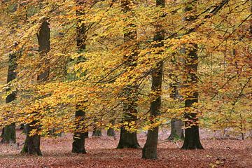 Dans van de beuken in gouden herfstkleed