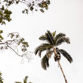 Palm trees by Teuntje Fleur