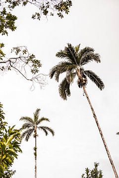Palm trees by Teuntje Fleur