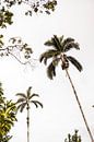 Palmbomen van Teuntje Fleur thumbnail