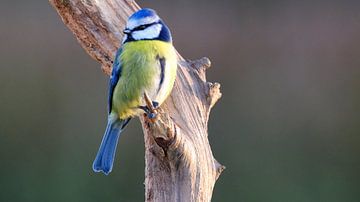 Blue tit by Sabrina de Vries