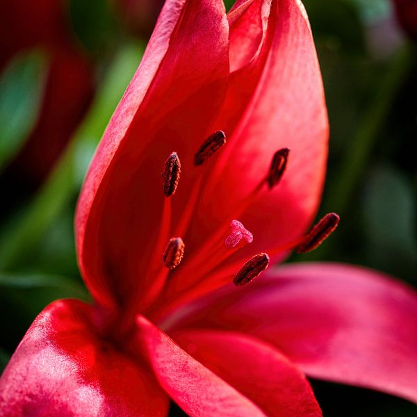 Stamens pink Lily by Rob Boon