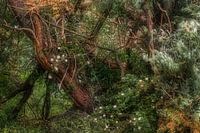 Forêt de saules le long de la rivière Waal