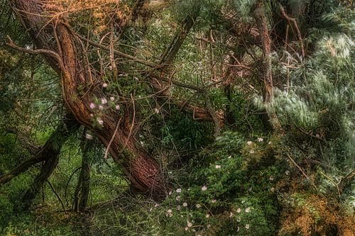 Willow forest along the river Waal