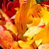 Close-up of a tulip flower by Gerard de Zwaan