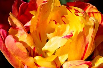 Close-up van een tulpenbloem