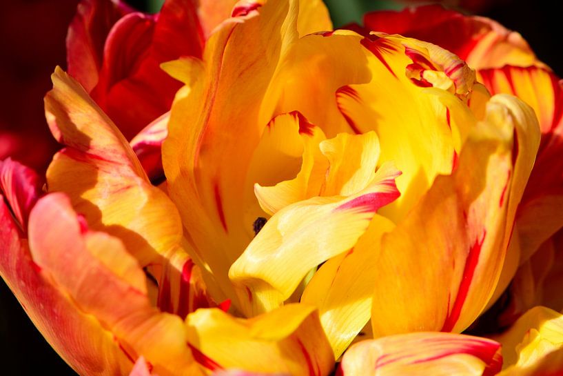 Close-up van een tulpenbloem van Gerard de Zwaan