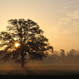 Zonnige ochtendboom van Fenn Zonnebeld