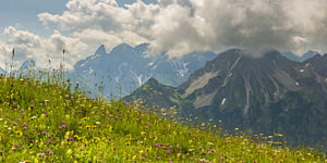 Alpenblumen
