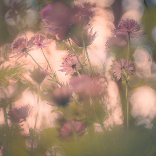 Astrantia major