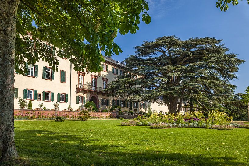 Schloss von Bad Homburg vor der Höhe mit der berühmten Libanon-Zeder by Christian Müringer